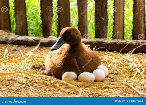 Duck Incubator Her Eggs On The Straw Nest Stock Photo Image Of Hatch
