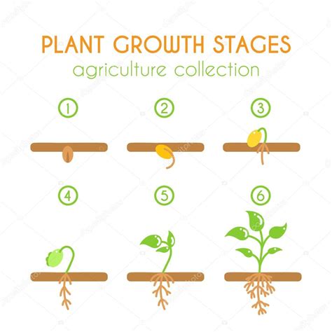 Imágenes Etapas De Crecimiento De Una Planta Etapas De Crecimiento