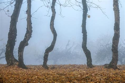 Thick Fog In Early Morning Spooky Crooked Old Trees In Autumn Stock