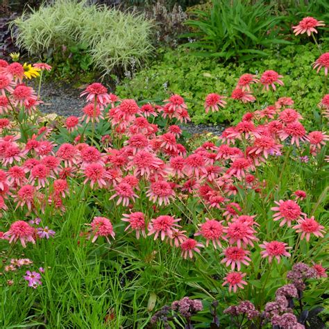 Echinacea ‘secret Passion Terra Nova® Nurseries Inc