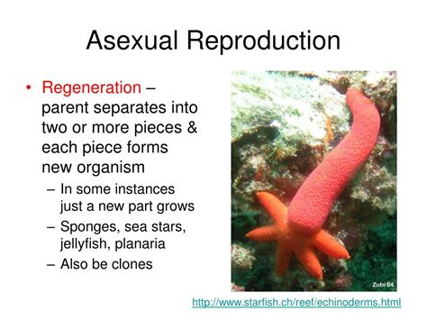 Ppt Animal Reproduction Powerpoint Presentation Free Download Id