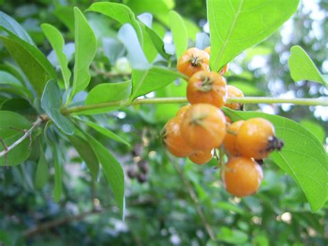 Orange Berries Free Stock Photo Public Domain Pictures