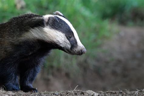 Badger Culls Caused Huge Suffering Says Expert