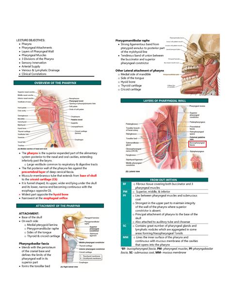 Pharynx Lecture Notes 8 Lecture Objectives Pharynx Pharyngeal
