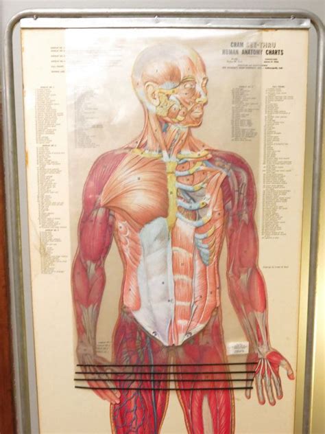 35 Percent Sale Vintage Crams Free Standing Human Anatomy Chart