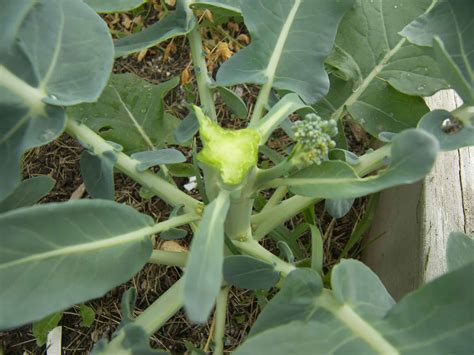 Harvesting Packman Broccoli Central Head Eat Like No