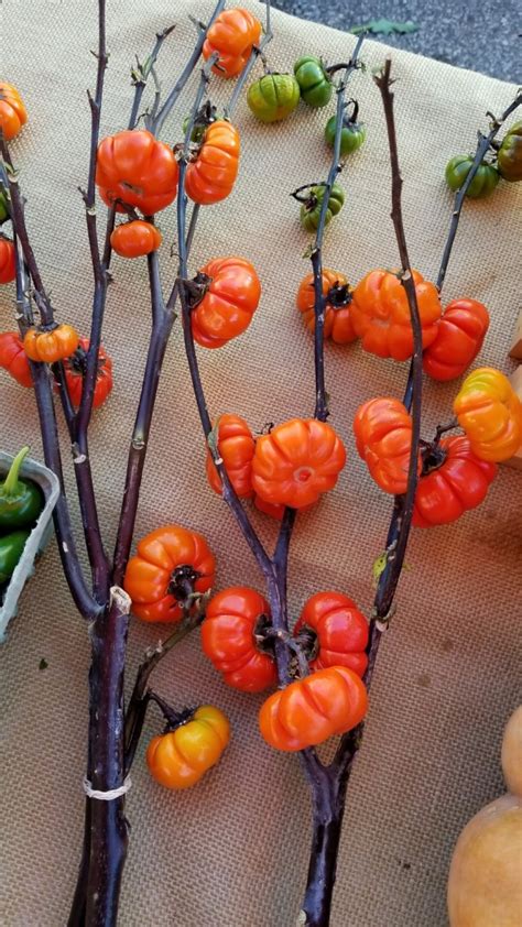 All you have to do is leave a comment here telling me your favorite food on a stick!! Ornamental Eggplant 'Pumpkin on a Stick' Seeds (Certified ...