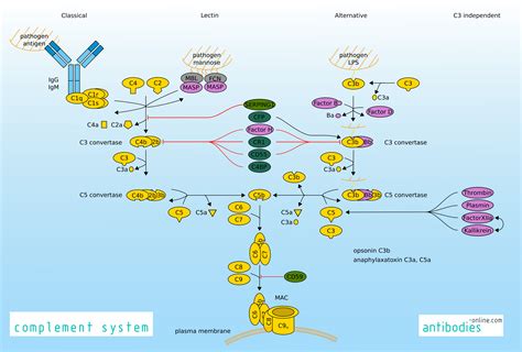 Complement System Antibodies Onlinecn
