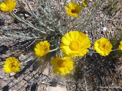 Desert Survivor Mojave Desert Spring Wildflowers