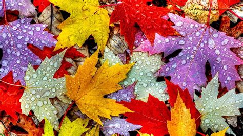 Hd Wallpaper Autumn Leaves Maple The Leaves Nature Leaf Colorful