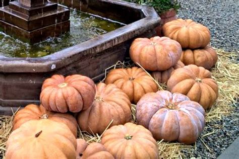 The Ultimate Guide To Pumpkin Types And Choosing Pumpkins Pumpkin