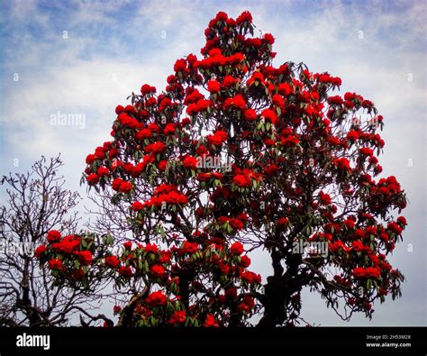 Rhododendron The National Flower Of Nepal Stock Photo Alamy