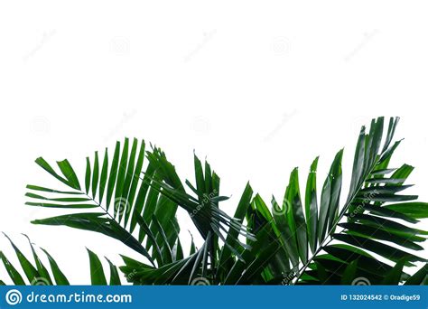 Tropical Palm With Branches Growing In Botanical Garden Stock Photo