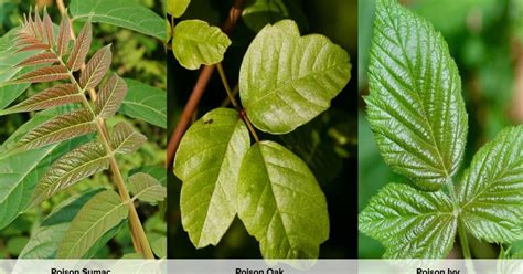 The Differences Between Poison Ivy Poison Oak And Poison Sumac