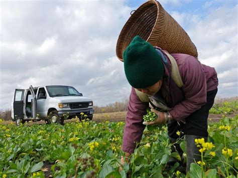 Enduring traditions / yang dao. Hmong Farmers Find Their Own Land in Minnesota - Modern Farmer