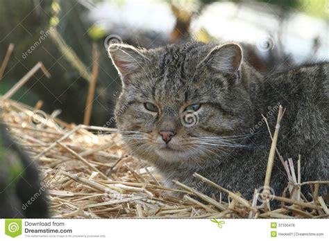 European Wild Cat Or Forest Cat Stock Photo Image Of European Felis