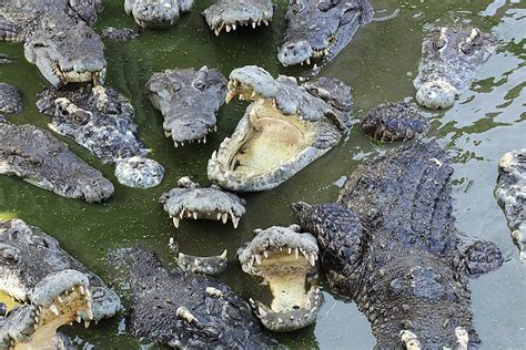 Comparing Alligator And Crocodile Skins