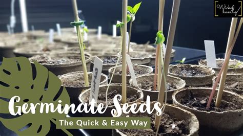 The Easiest Way To Germinate Seeds Indoors Youtube