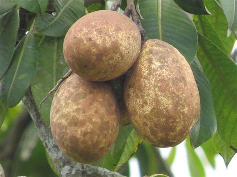 ~binjai~ White Kemang Tree Borneo Mango Manera Giant Fruit 18 24in