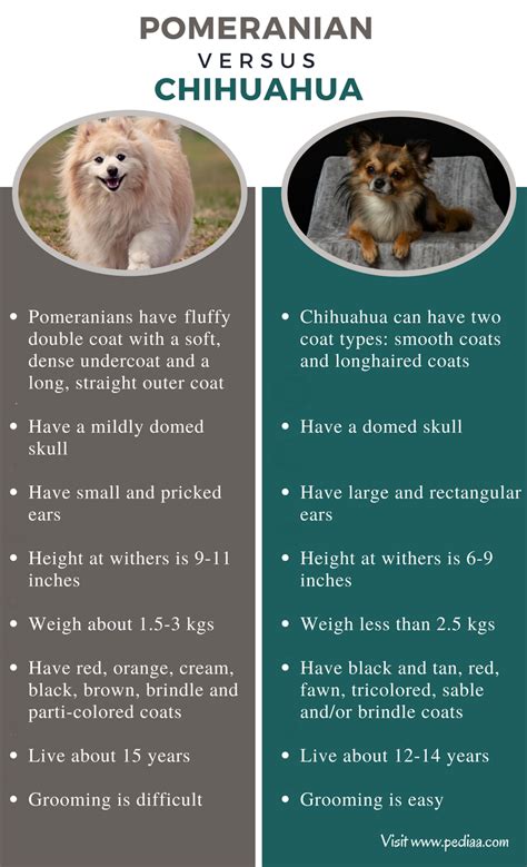 Difference Between Pomeranian And Chihuahua Facts Features