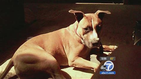 Lawsuit Filed Against Owner Of Pit Bull That Mauled Year Old Babe Abc Com