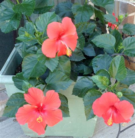 Five Easy Tips On Potted Hibiscus
