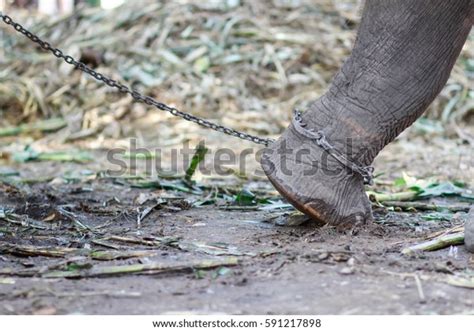 Elephants Chained Stock Photo 591217898 Shutterstock