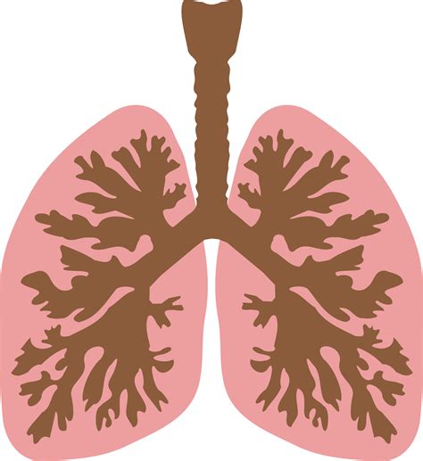 Lungs Png Hd Png All