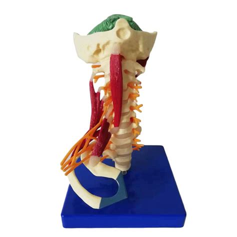 Buy DBSCD Cervical Vertebrae Model Lifesize Human Cervical Vertebra Carotid Artery Spine