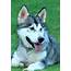 Giant Alaskan Malamute – Temperament Size And Other Facts Your Dogs 