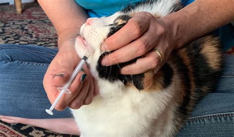 How To Give A Cat Liquid Medicine With A Dropper Cat Meme Stock
