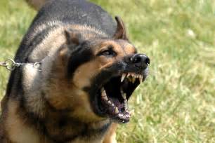 How To Quickly Stop Dog Barking Veterinary Secrets Blog With Dr