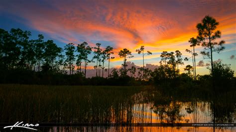 Florida Sunset Pine Forest Wetlands Wide Royal Stock Photo