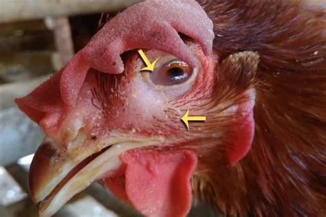 Infectious Coryza In Chickens Cause Treatment And Prevention