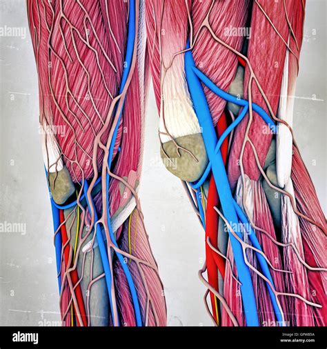 Musculos De La Pierna Anatomia Fotografías E Imágenes De Alta
