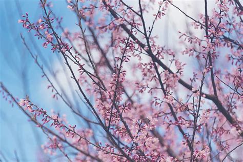 The Sky Branches Spring Sakura Flowering Pink Blossom Cherry