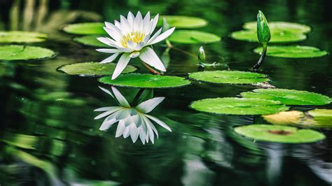 1920x1080 Water Lilies 5k Laptop Full Hd 1080p Hd 4k Wallpapers Images Backgrounds Photos And