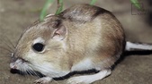 Desert Rat Kangaroo - Profile | Traits | Facts | Adaptations | Diet ...