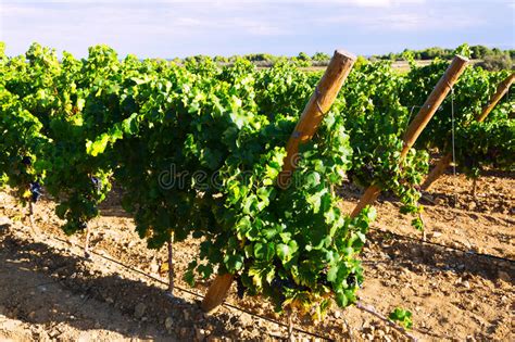 Vineyards Plantation In Sunny Day Stock Image Image Of Languedoc