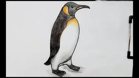 How To Draw Penguin Real Time Draw Step By Step Youtube