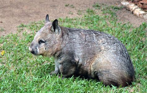 10 Facts About Wombats National Geographic Kids