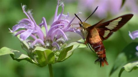 The tip of their tail opens into a fan. Minnesota Seasons - hummingbird clearwing