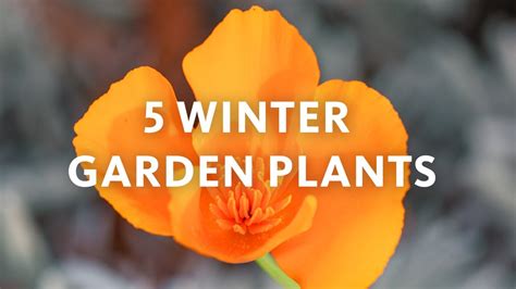 5 Winter Plants For Los Angeles Know Your Garden Nhmla California