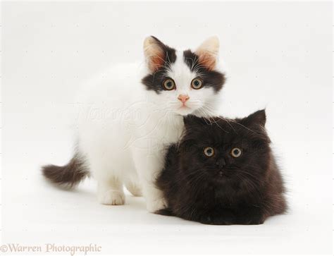Two Cute Kittens Photo Wp09169