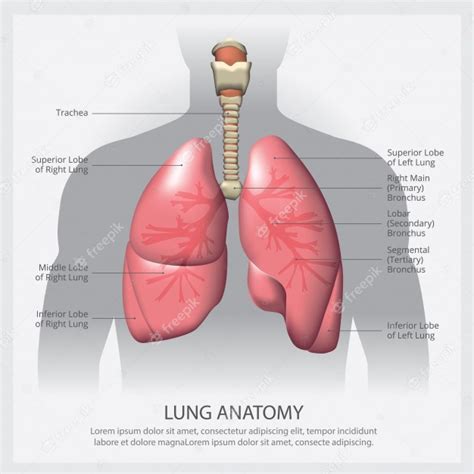 Premium Vector Lung With Detail Illustration