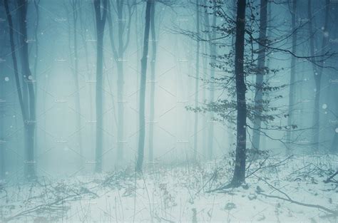 Magical Winter Forest With Fog Winter Forest Forest Background Forest