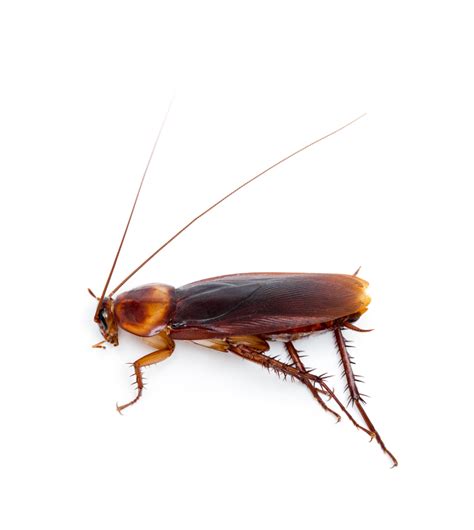 If you are located near this area and having iss. Roach Removal Services | Colorado Springs, CO | ShOO ...