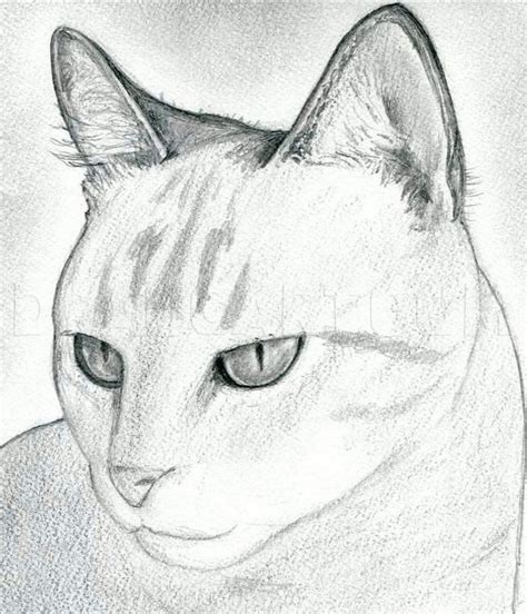 How To Draw A Realistic Cat At Drawing Tutorials