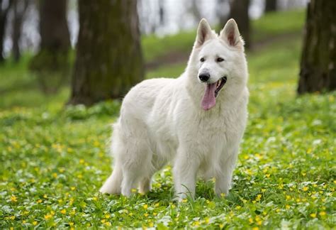 White German Shepherd A Complete Guide To Fluffy White Shepherds All