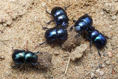 Żuk Wiosenny Trypocopris Geotrupes Vernalis Specjalista Od